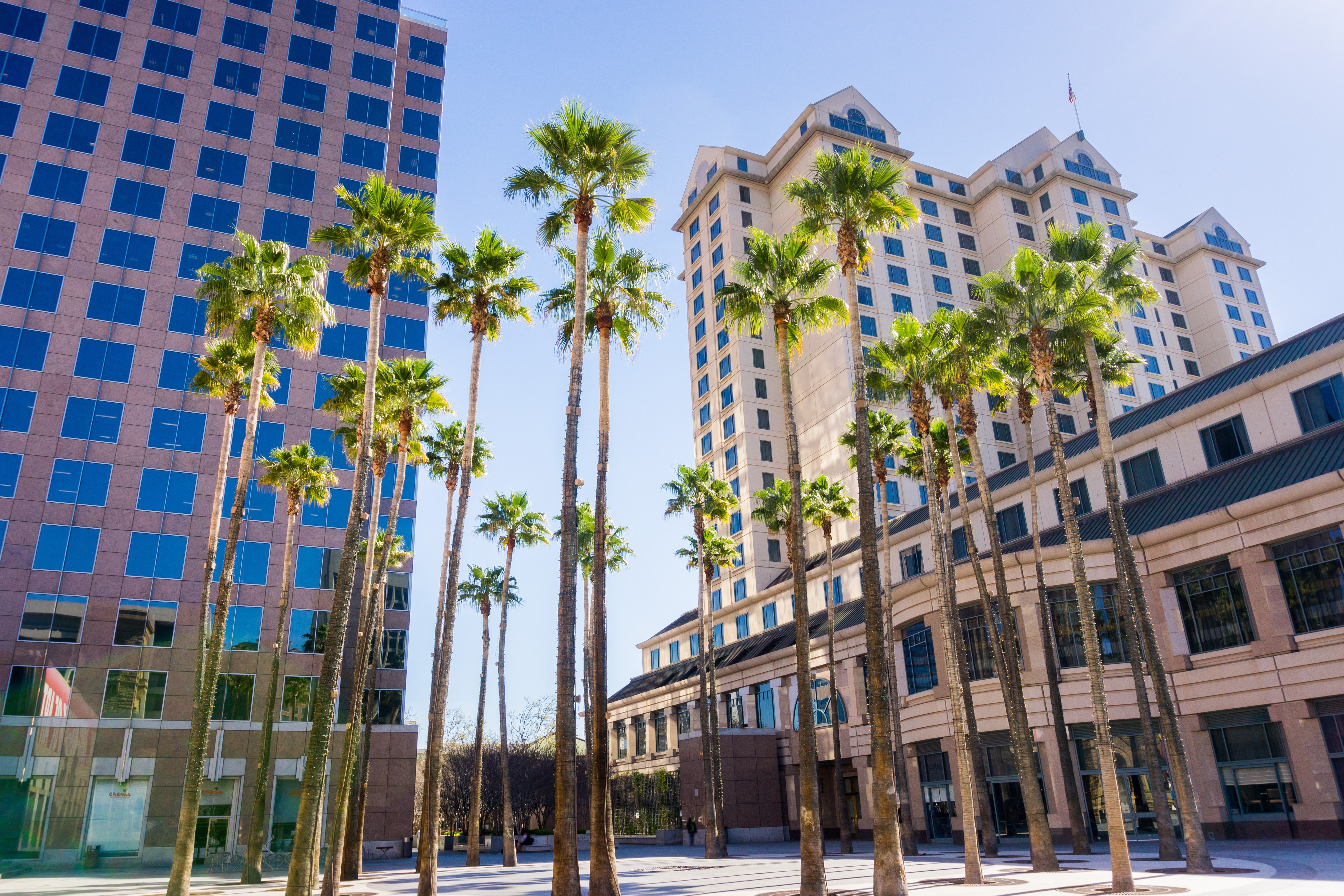Palm trees in San Jose, California