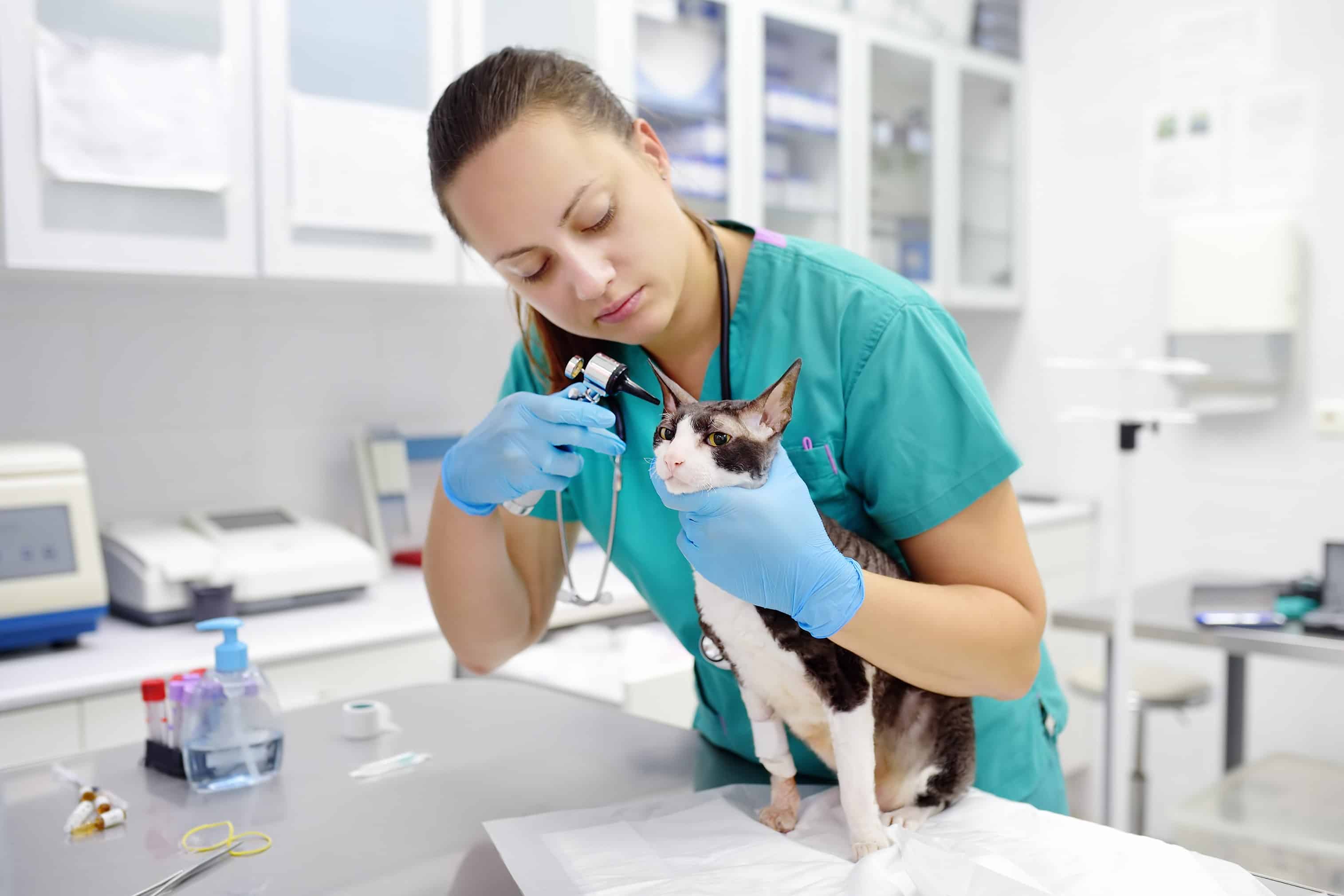 Veterinary technician checking the ears of a cat