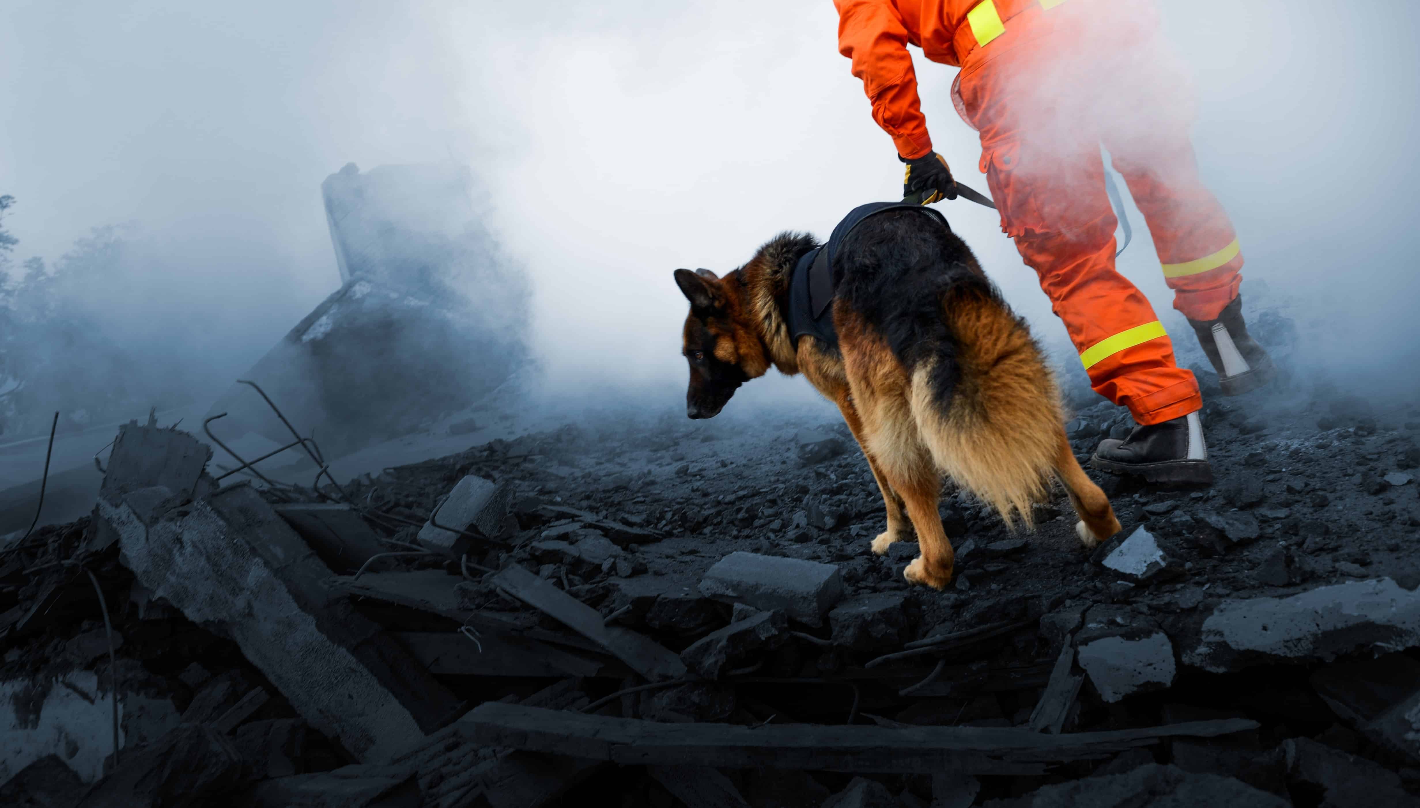 Search and rescue dog looking through the debris of a building
